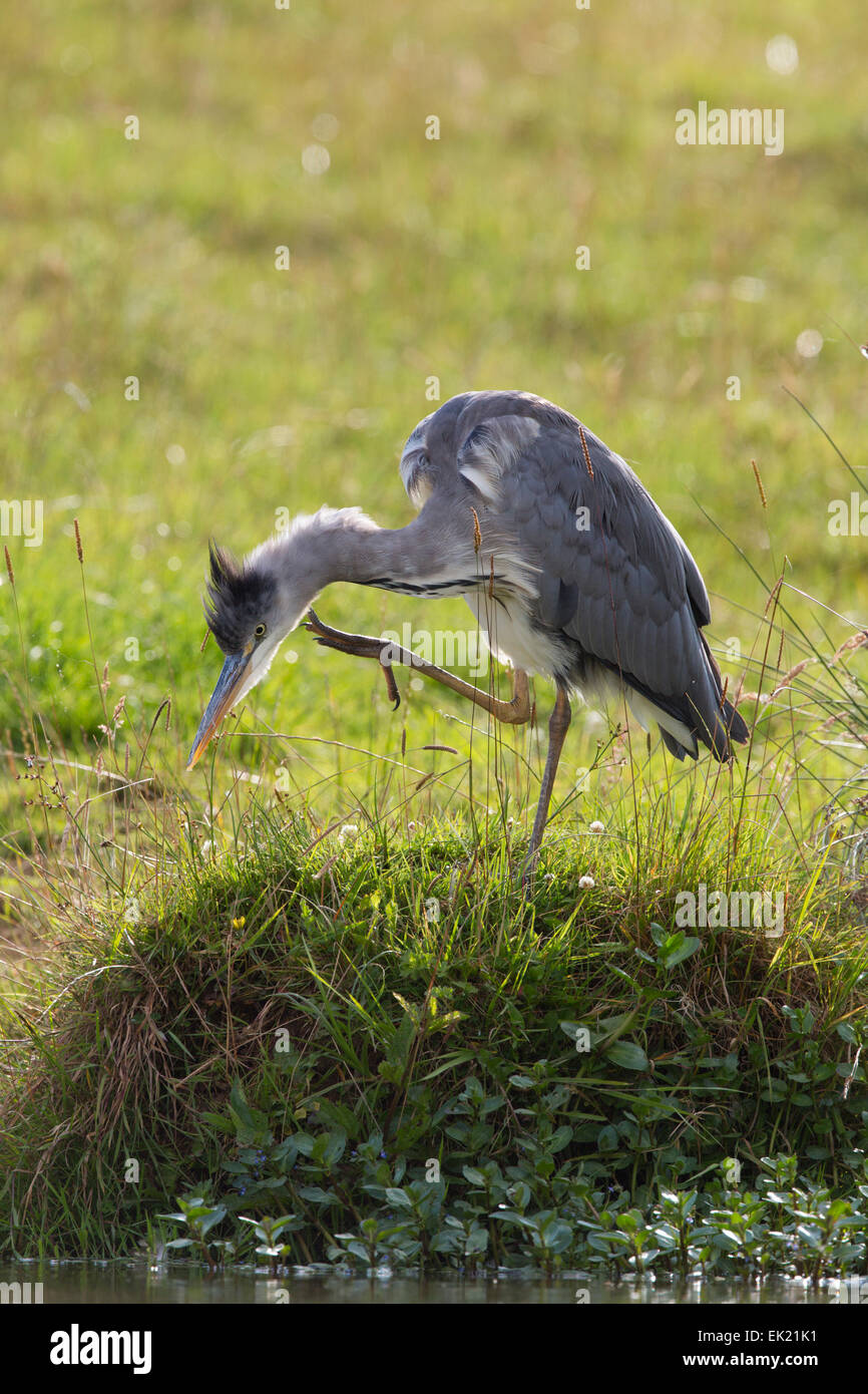 Grey Heron Ardea cinerea Single Immature Scratching Cornwall; UK Stock Photo