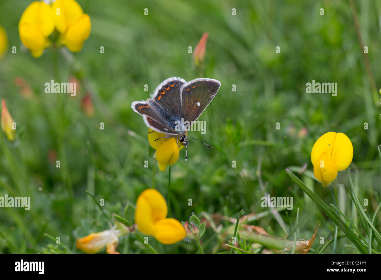 Northern Brown Argus Butterfly; Aricia artaxerxes Single on Flower; Scotland; UK Stock Photo