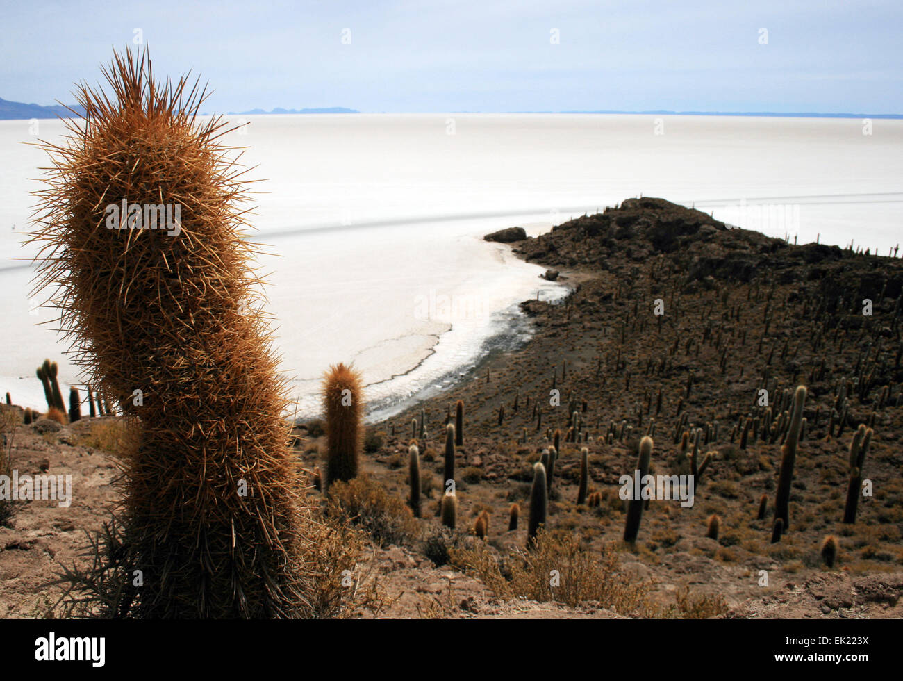 isla-incahuasi-bolivia-17th-oct-2009-cacti-on-isla-incahuasi
