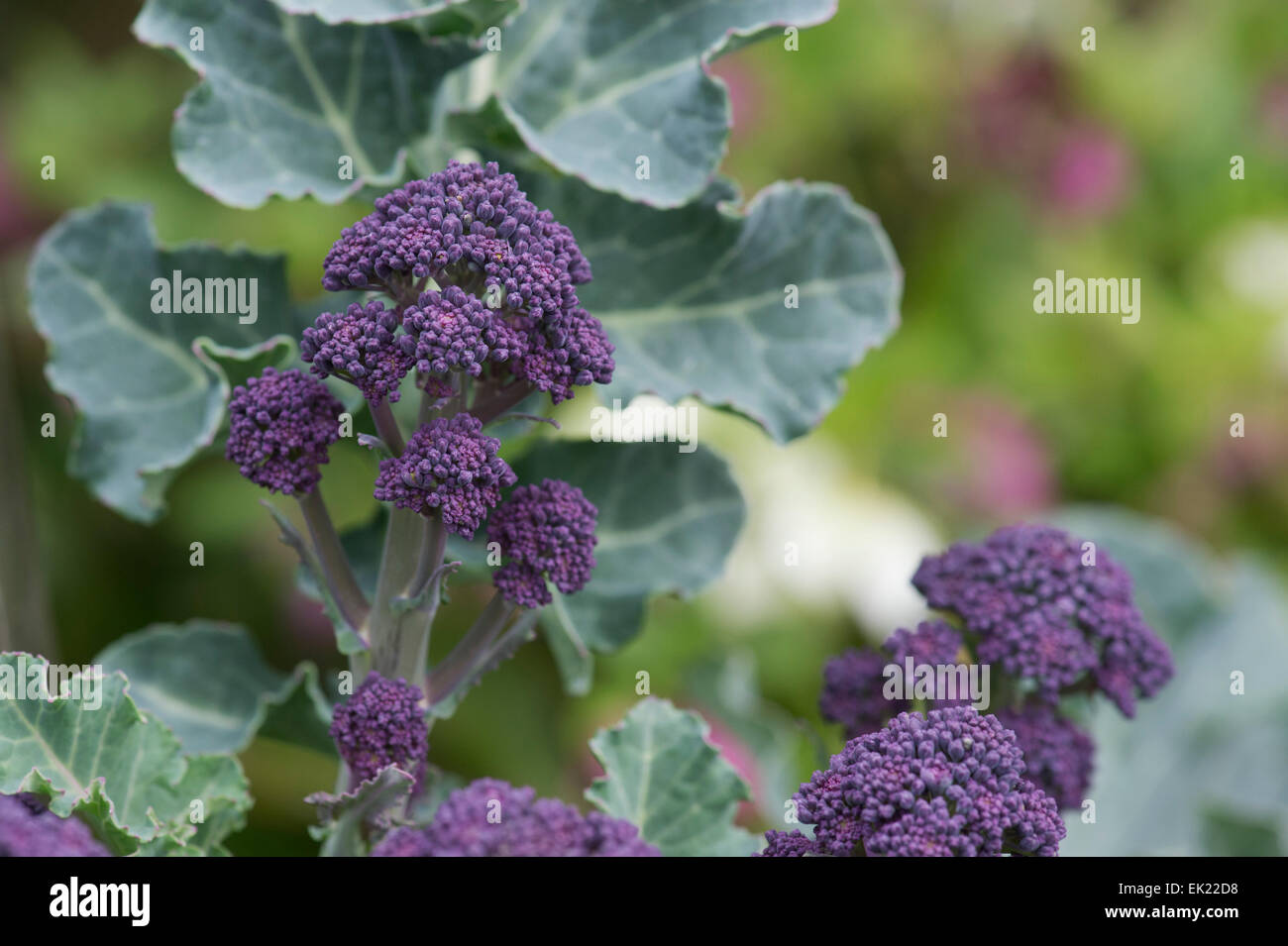 Early purple sprouting broccoli Stock Photo Alamy