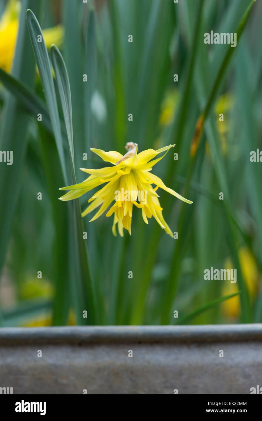 Head of dwarf daffodil hires stock photography and images Alamy