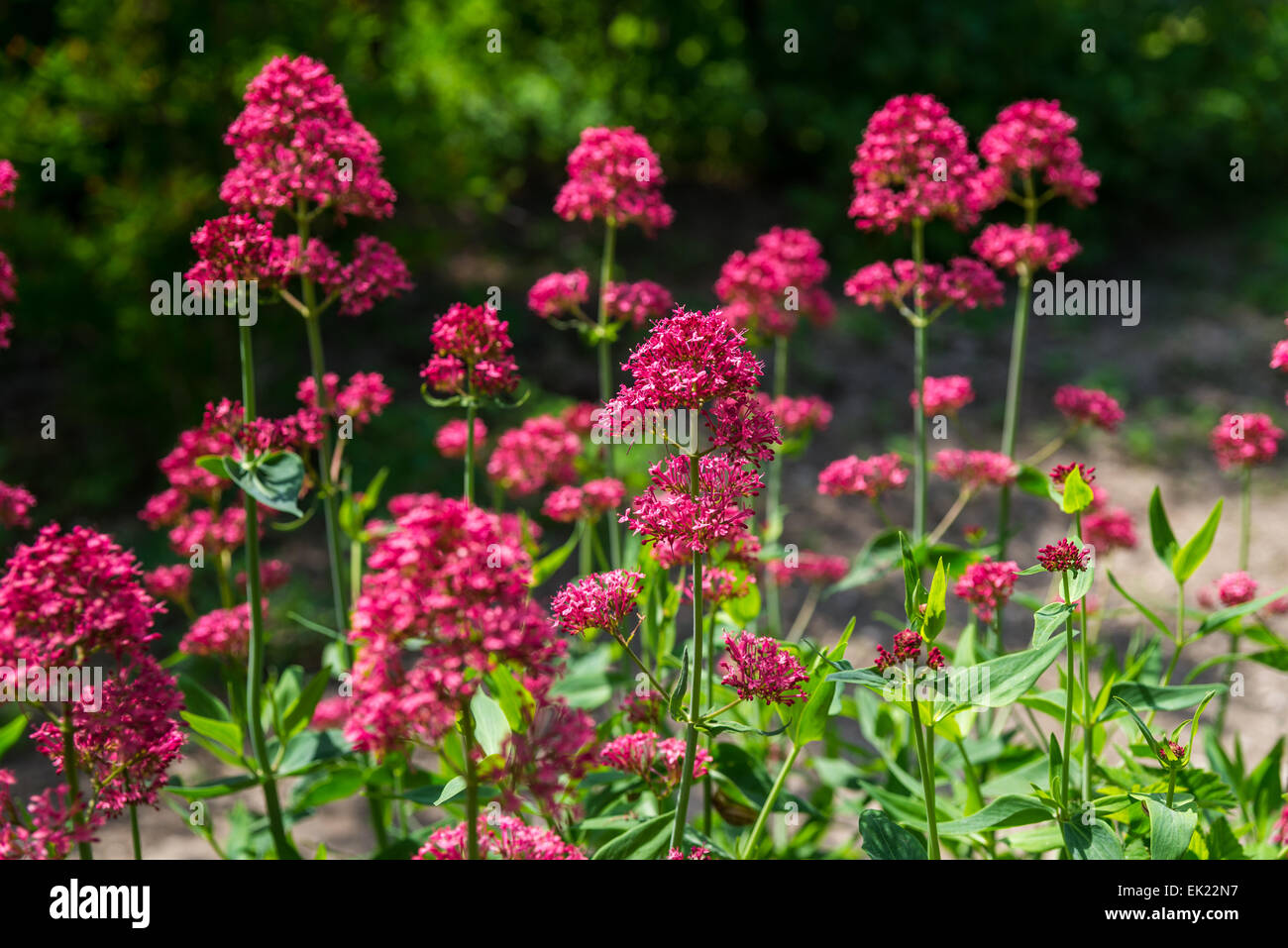 Red Valerian (Centranthus ruber) in garden Stock Photo