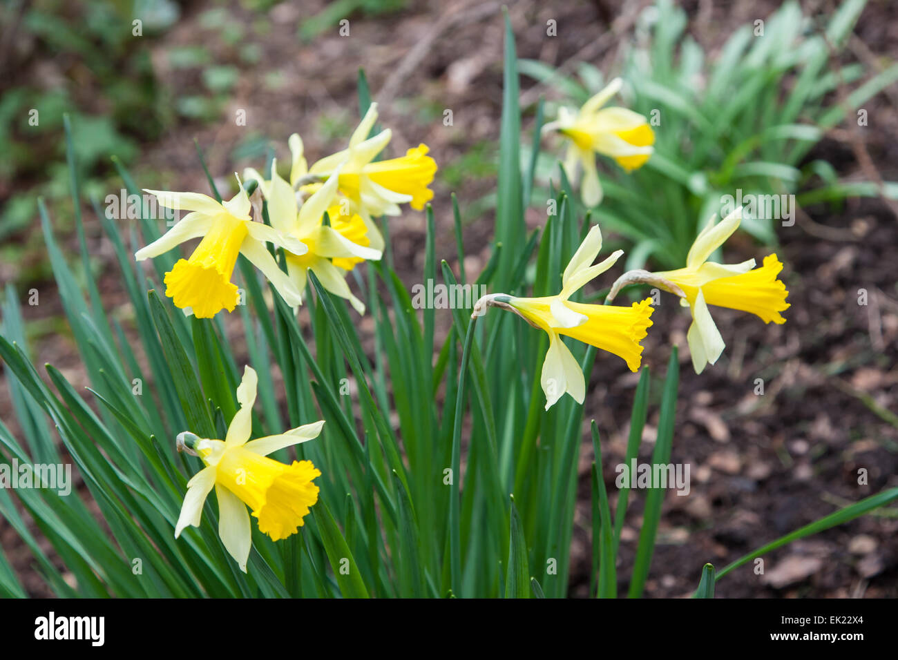 Liverpool, UK. 05th Apr, 2015. Easter Bank Holiday Weekend Spring Flowers in bloom Daffodils Credit:  steven roe/Alamy Live News Stock Photo
