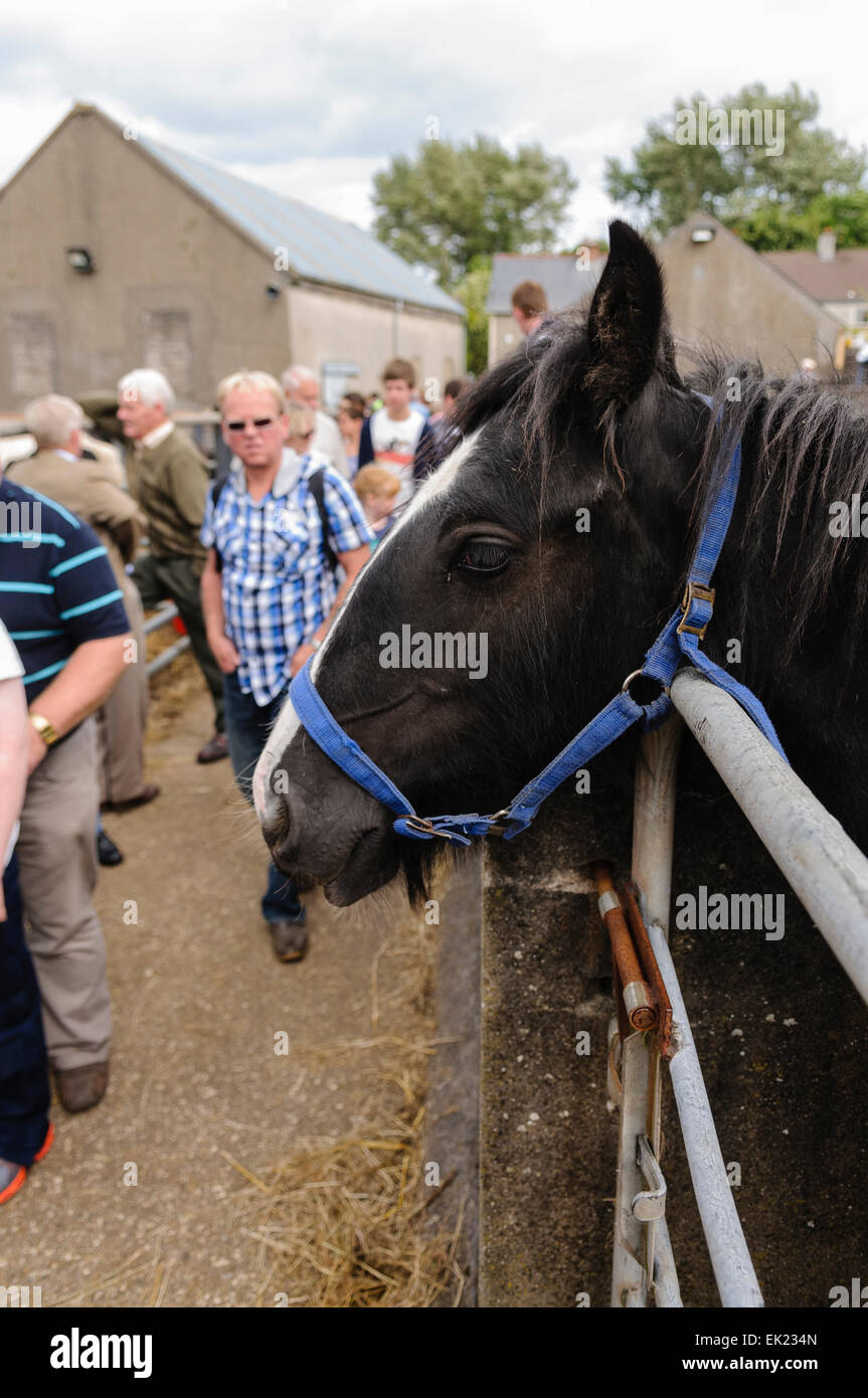 Horse trading at the Ould Lammas Fair, Ballycastle Stock Photo