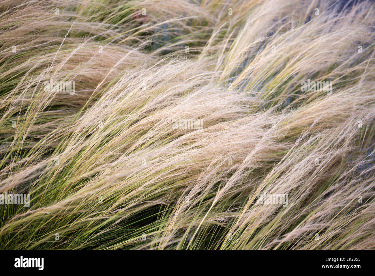 Beautiful long grasses gently rocking in the wind Stock Photo