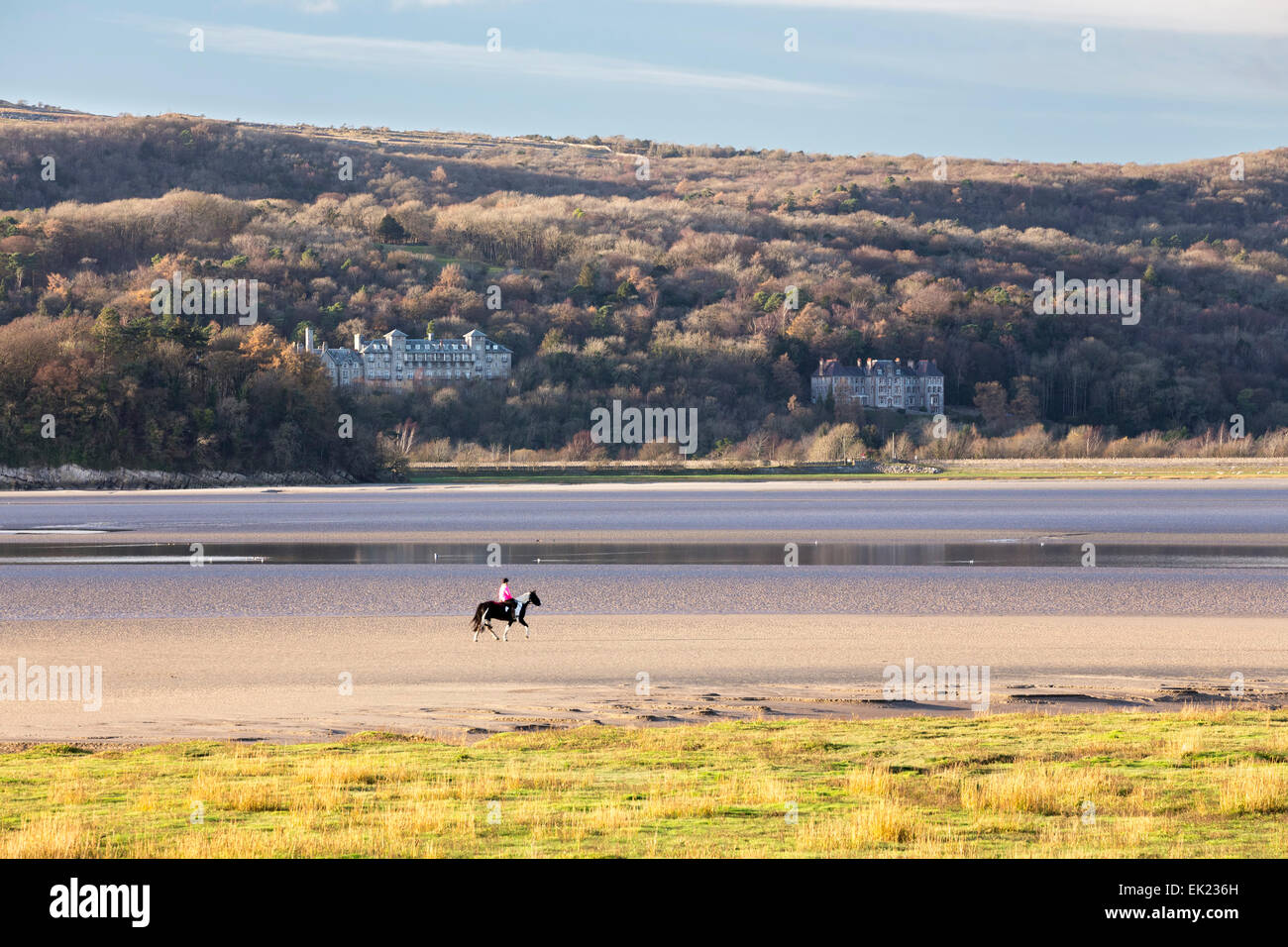 Horse on Morecambe Bay from Arnside Point Stock Photo Alamy
