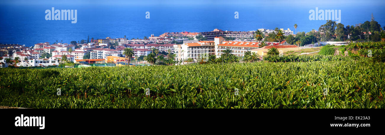Banana plantation n real estate Tenerife island Canary islands Spain Stock Photo