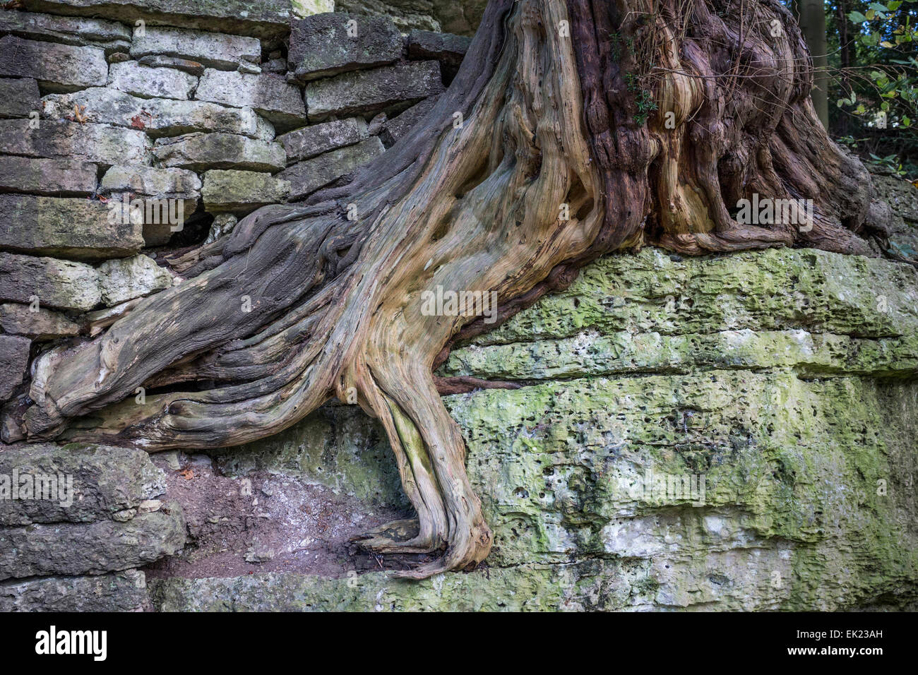 Tree root on rock in Studley Royal park, Ripon, North Yorkshire Stock ...