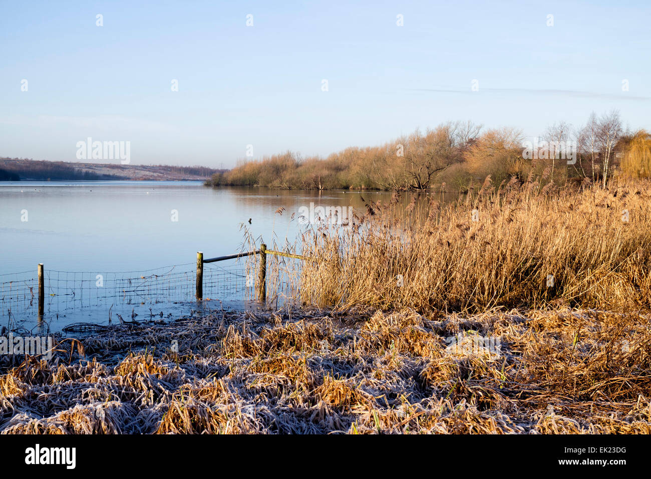 Fairburn Ings RSPB reserve Yorkshire. Stock Photo