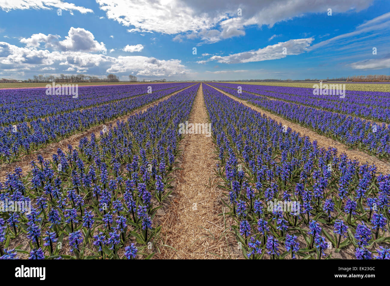 Spring time in he Netherlands: Wide angle view of flowering blue hyacinths, Voorhout, South Holland. Stock Photo