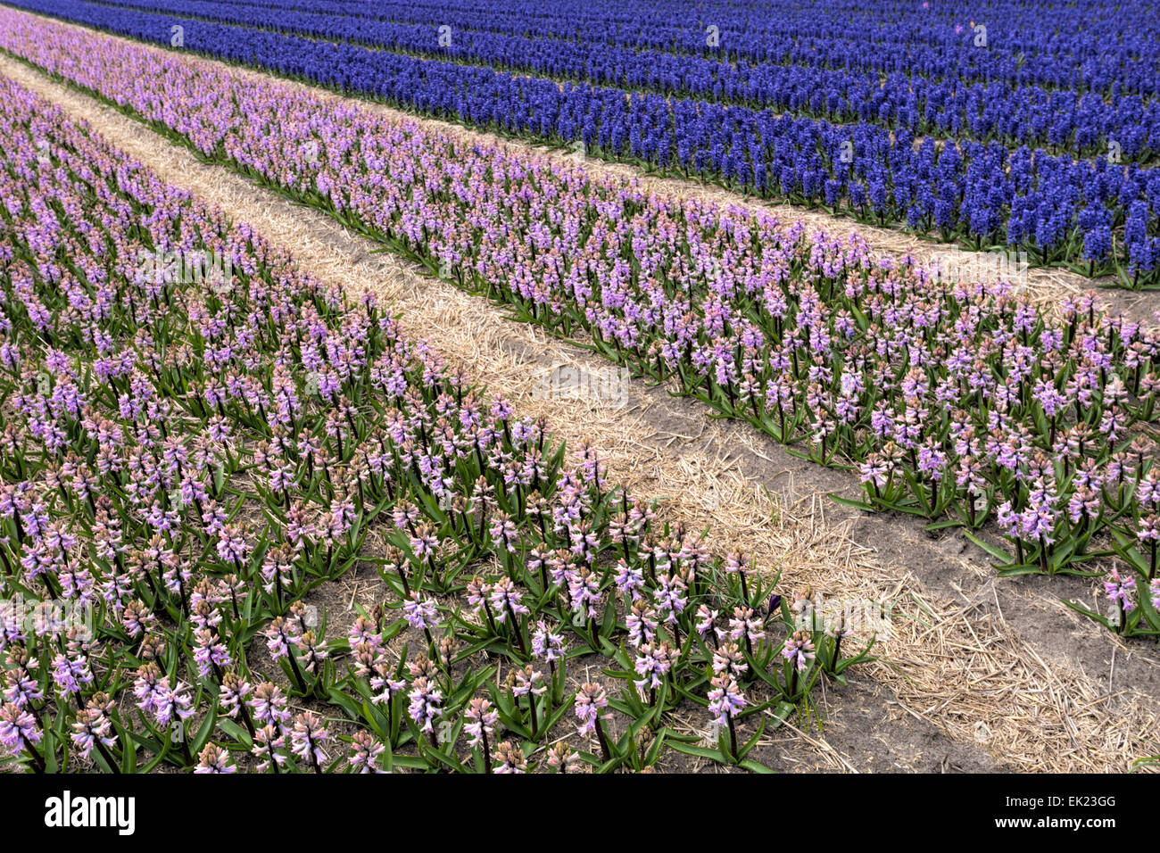 Spring time: Endless rows of pink and blue hyacinths, flowering at Voorhout, South Holland, The Netherlands. Stock Photo
