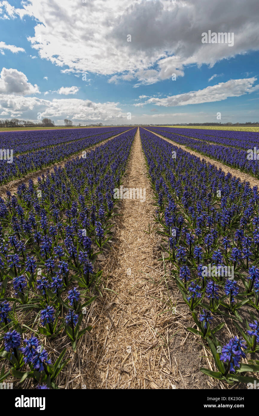 Spring time: Panoramic view of blue hyacinths ( Asparagaceae ), flowering at Voorhout, South Holland, The Netherlands. Stock Photo