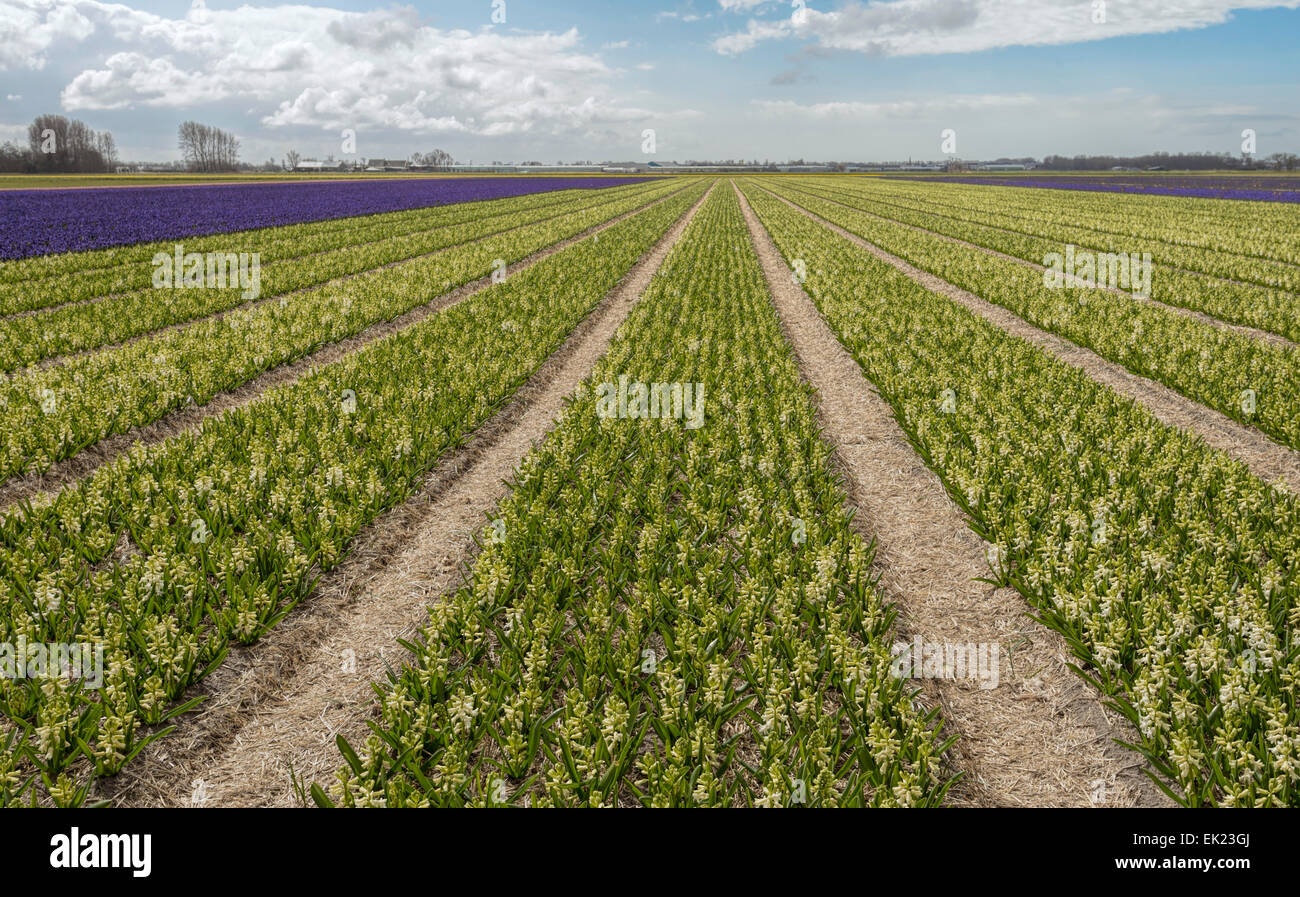 Bulb fields in spring: Panoramic view of white hyacinths (Asparagaceae), flowering  at Voorhout, South Holland, The Netherlands. Stock Photo