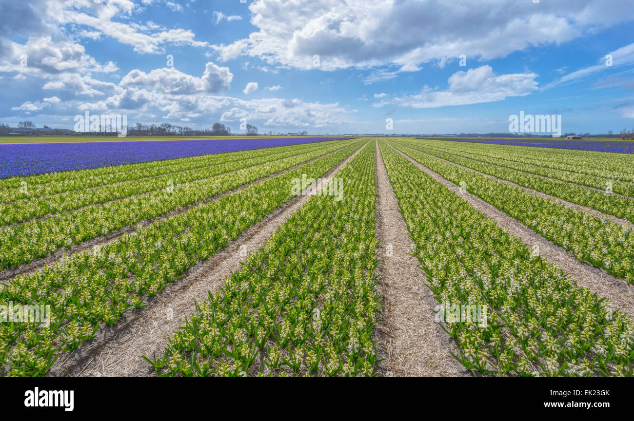 Bulb fields in spring: Panoramic view of  flowering  white hyacinths( Asparagacea), Voorhout, South Holland, The Netherlands. Stock Photo
