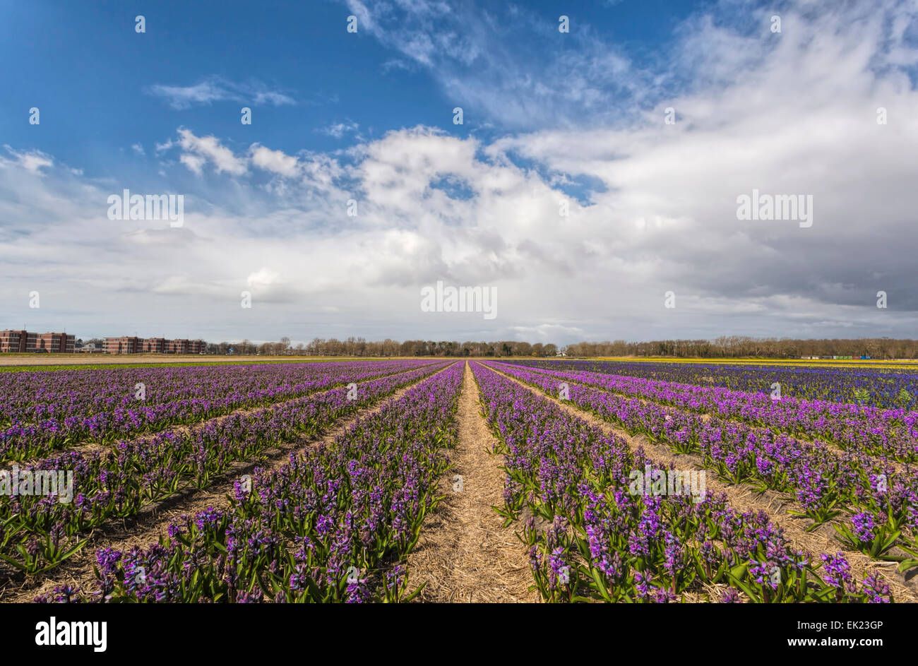 Bulb fields in spring: Wide angle view of purple hyacinths( Asparagaceae ), Voorhout, South Holland, The Netherlands. Stock Photo
