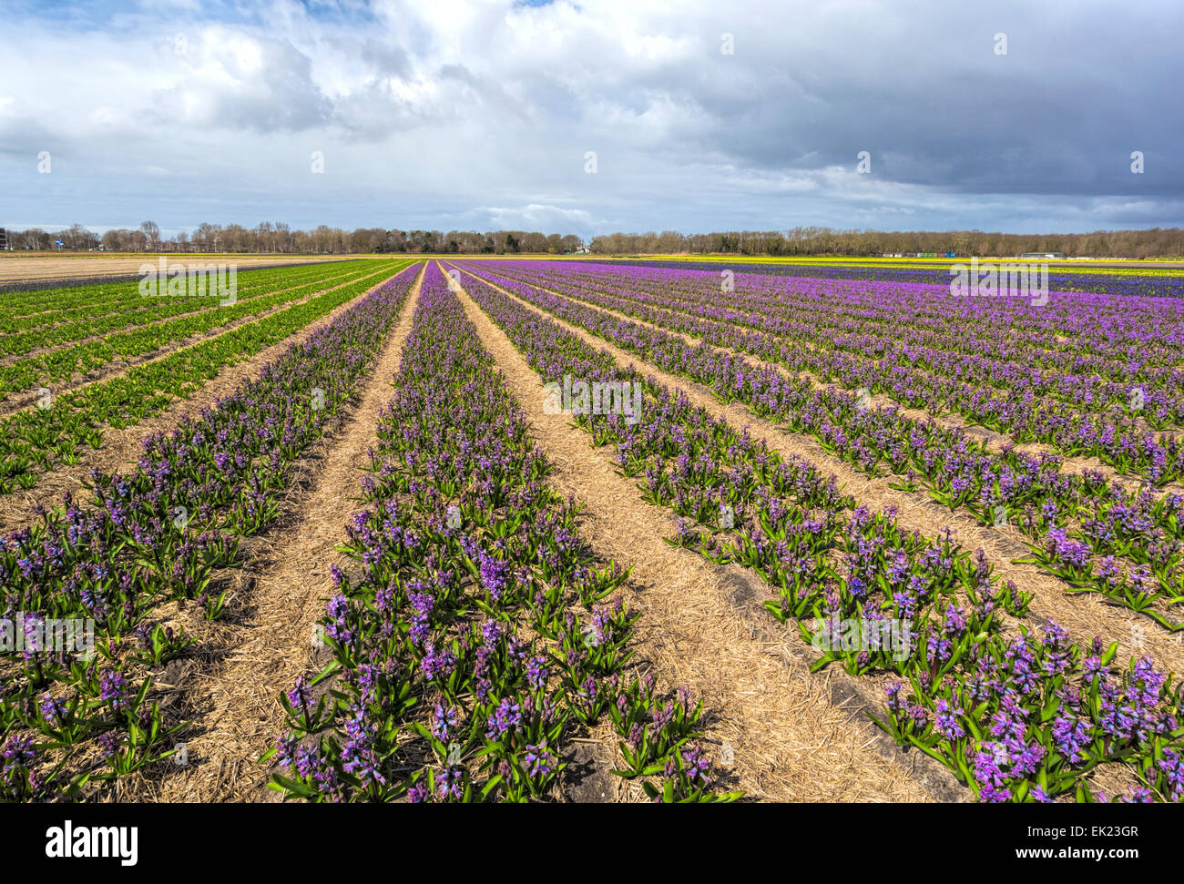 Bulb fields in spring: Wide angle view of purple hyacinths( Asparagaceae ), Voorhout, South Holland, The Netherlands. Stock Photo