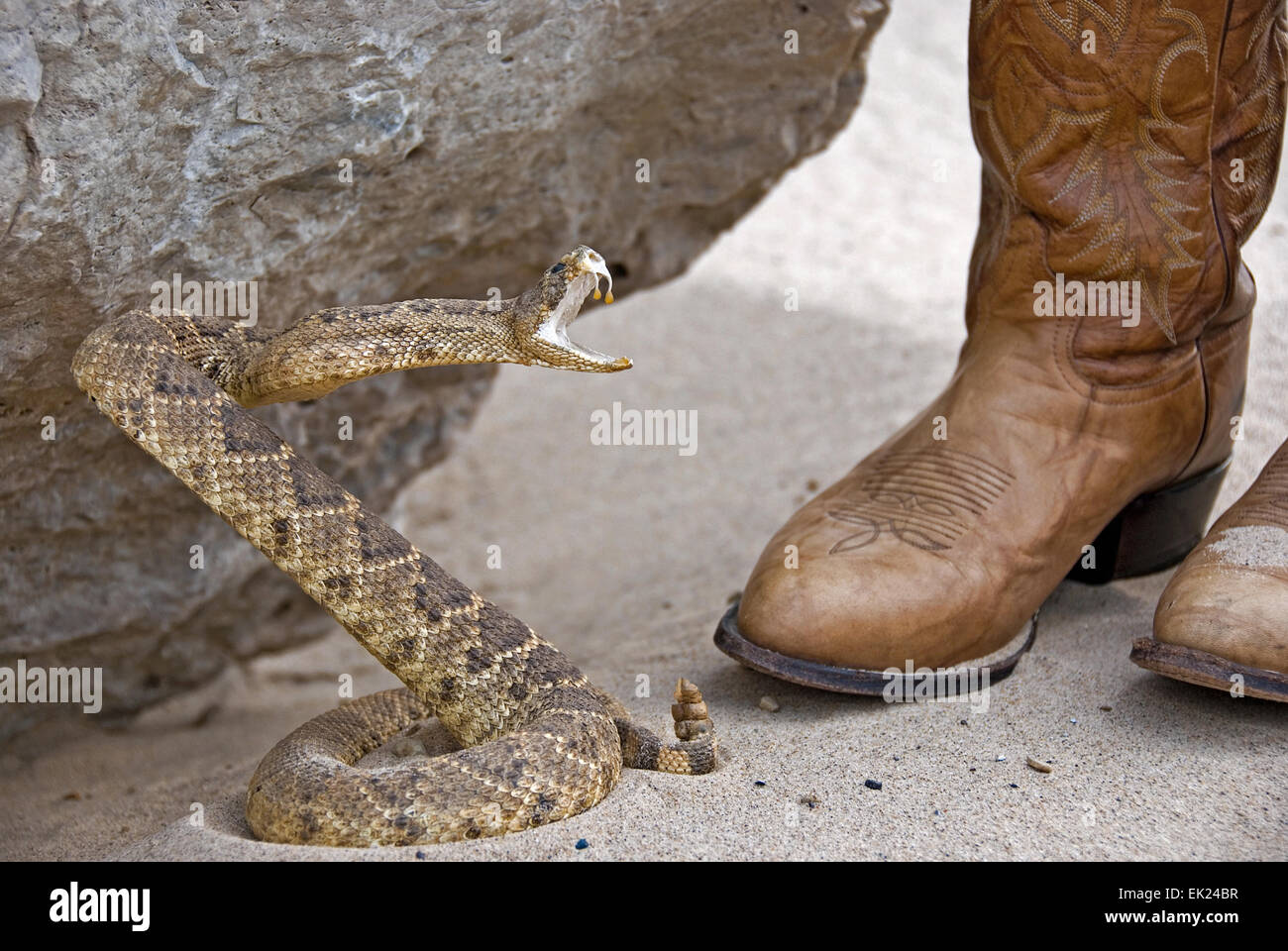 Pair of western style leather boots by rattle snake ready to attack. Stock Photo