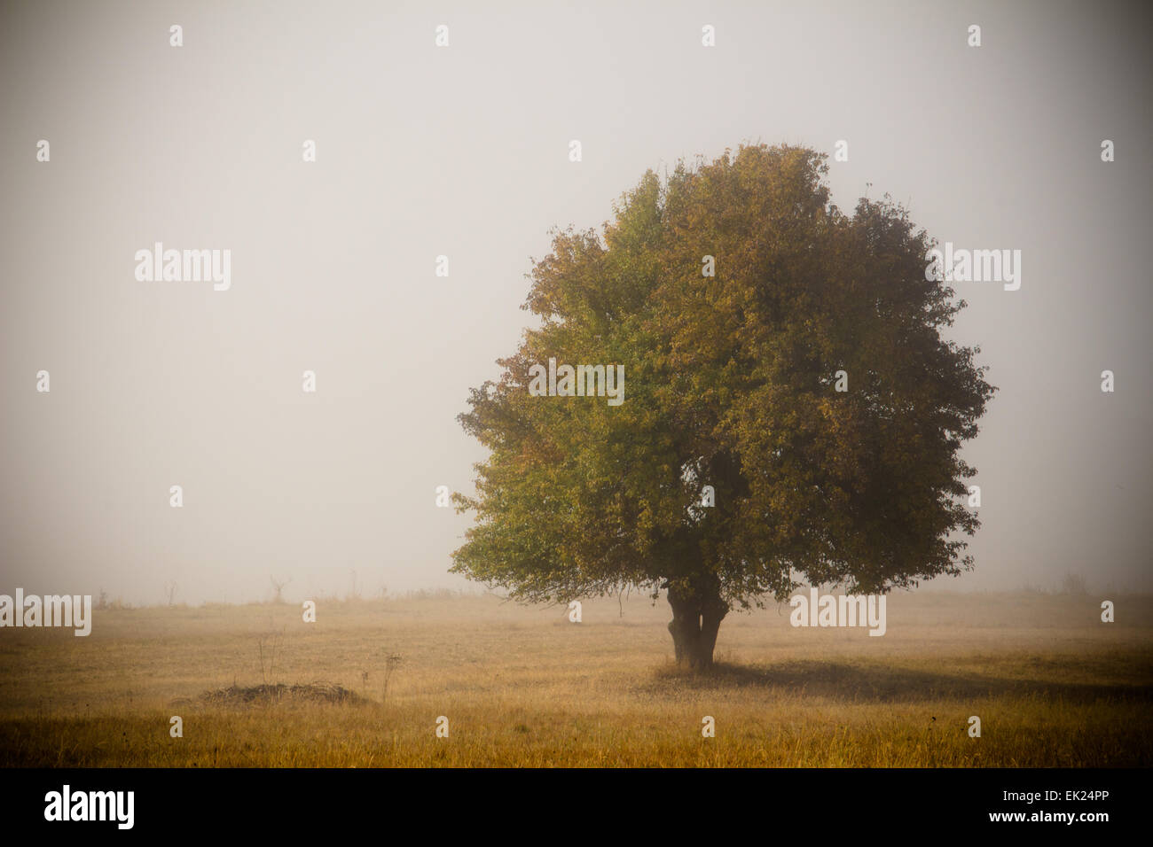 Fog mist grass field rain hi-res stock photography and images - Alamy