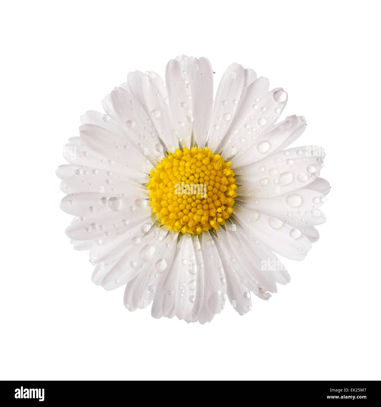 white daisy flower with dew drops Stock Photo