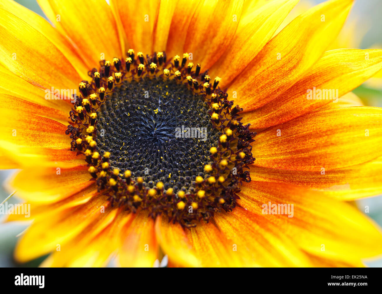 Nature plant sunflower hi-res stock photography and images - Alamy