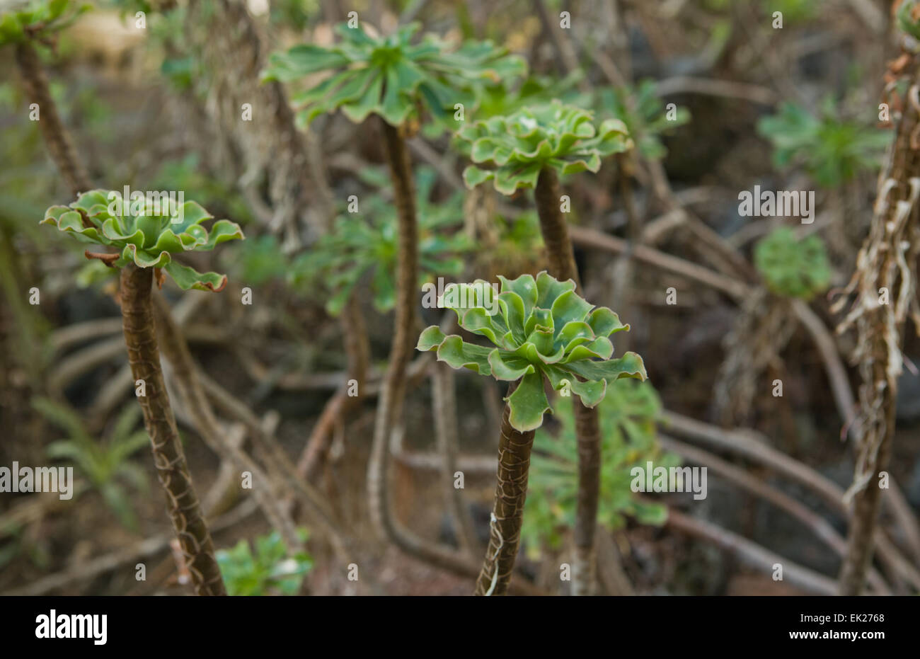 Aeonium spathulatum. It  is a flowering plant species of tropical plant with leaves in the genus Aeonium succulents in the famil Stock Photo