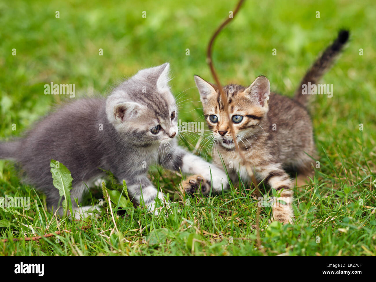 playful kittens Stock Photo