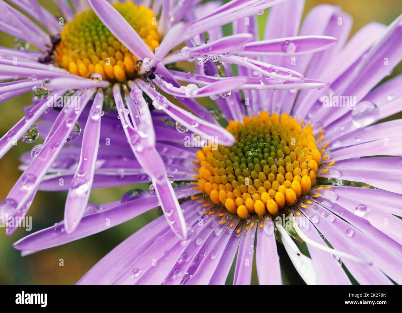 violet daisies in garden Stock Photo Alamy
