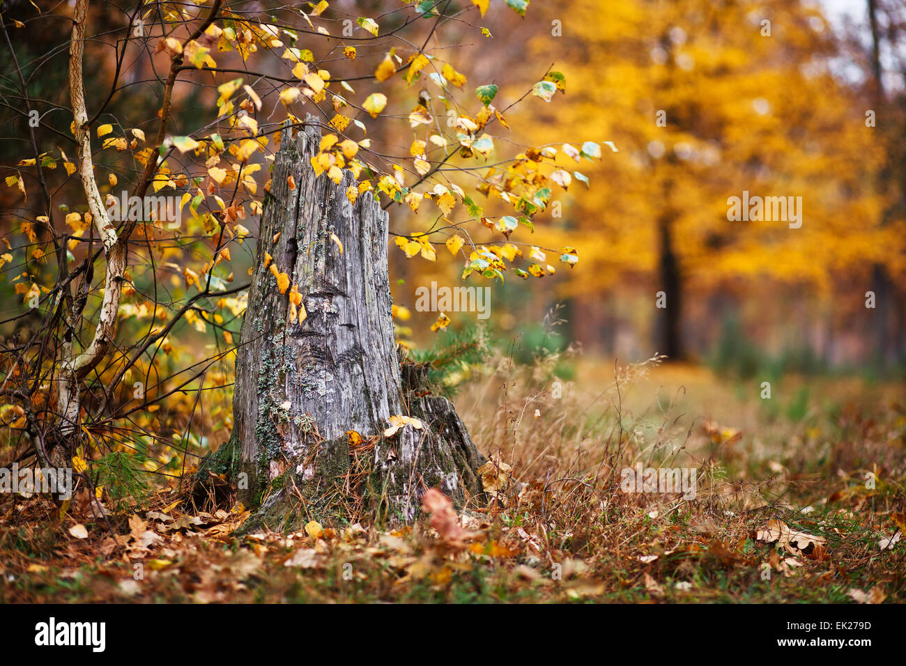 old tree stump in autumn Stock Photo