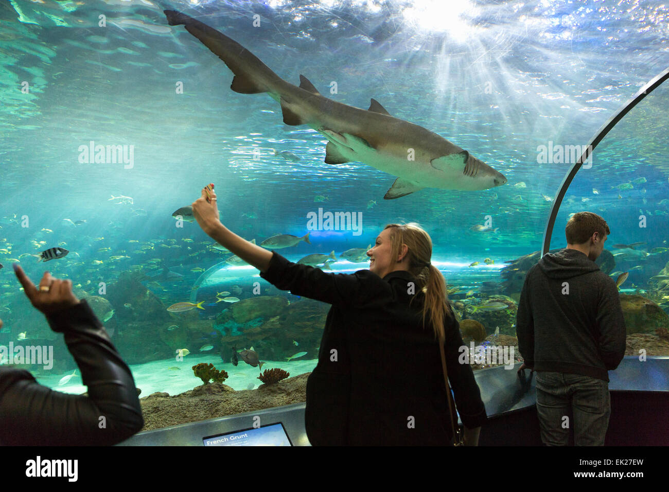 Canada, Ontario, Toronto, Ripley's Aquarium of Canada, woman taking a selfie with a shark swimming overhead Stock Photo