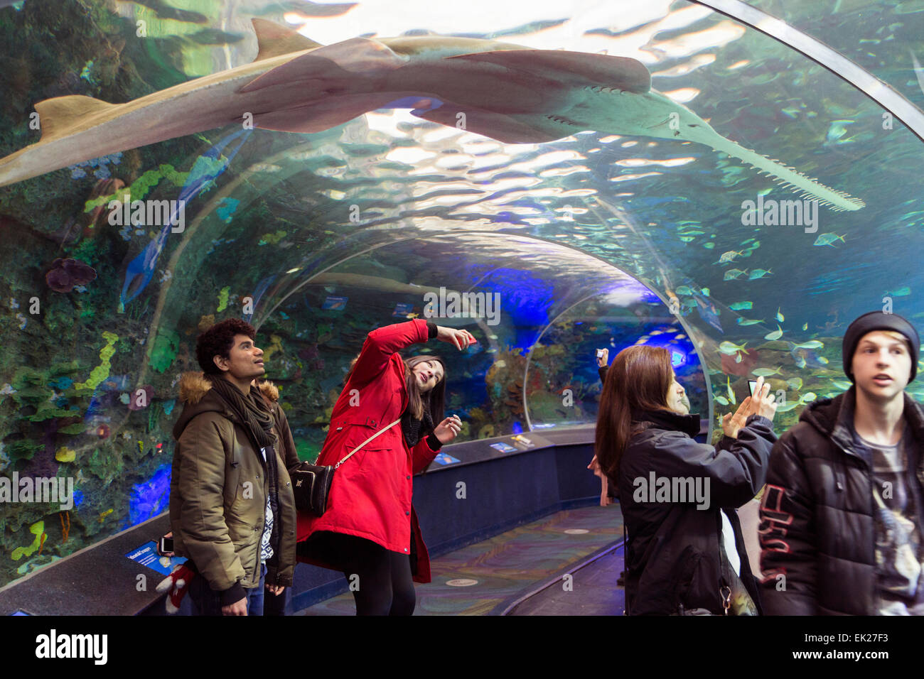 Canada,Ontario,Toronto,Ripley's Aquarium of Canada, Stock Photo