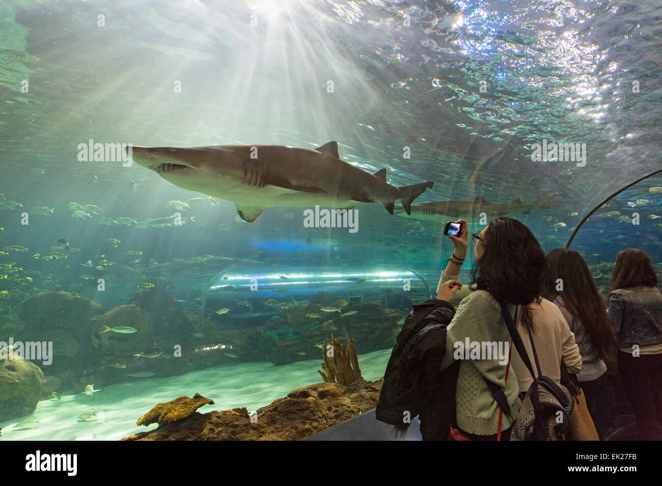 Canada,Ontario,Toronto,Ripley's Aquarium of Canada Stock Photo Alamy