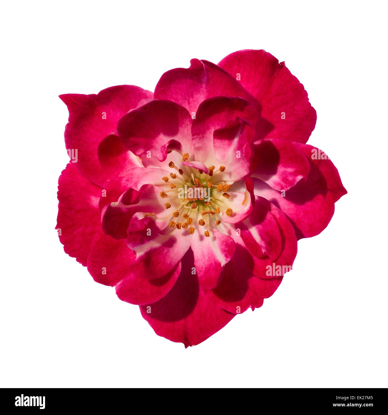 Isolated Pink Rose Stock Photo - Alamy
