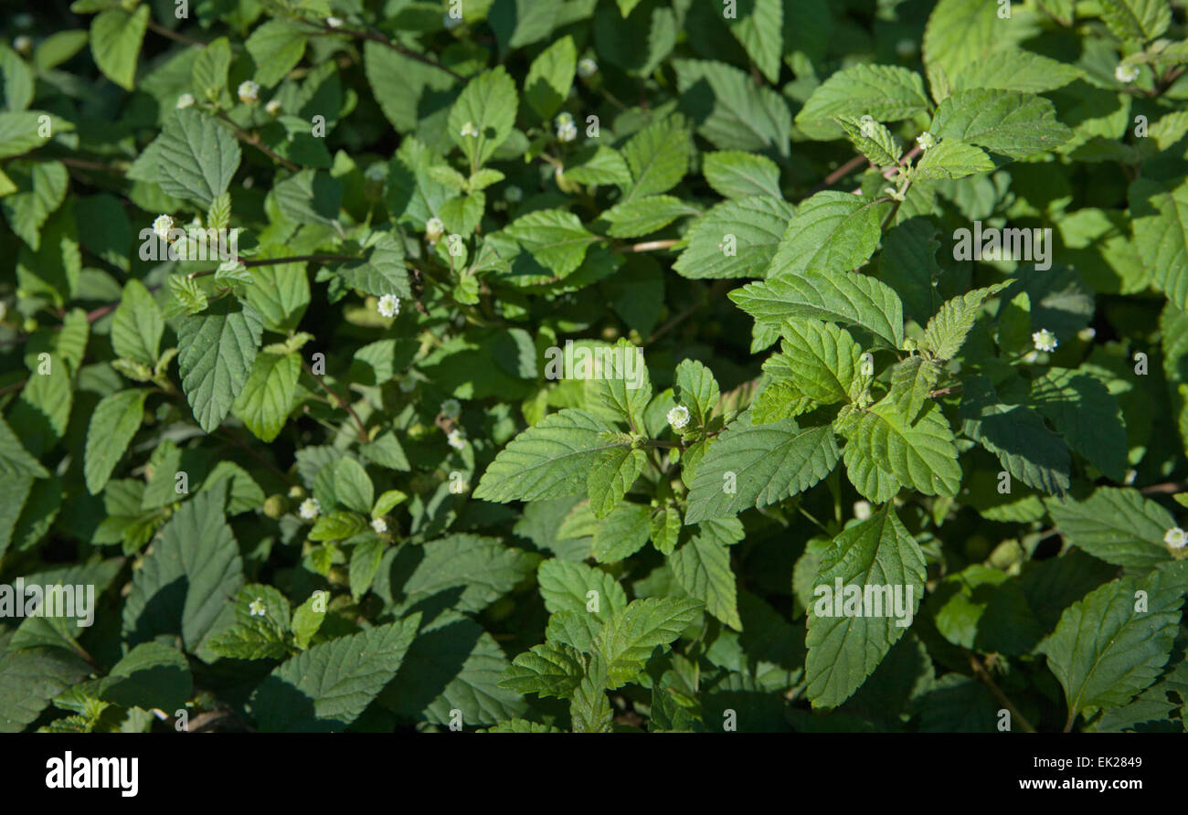 Fresh green mint or spearmint peppermint an herb garden Stock Photo
