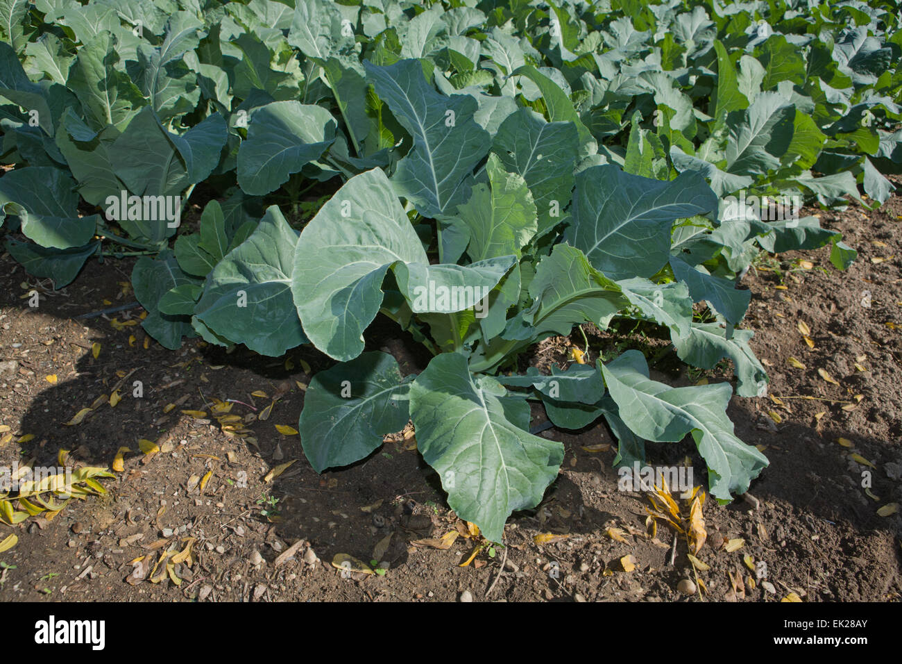 Green cabbage or Brassica oleracea, on vegetable garden bed Stock Photo