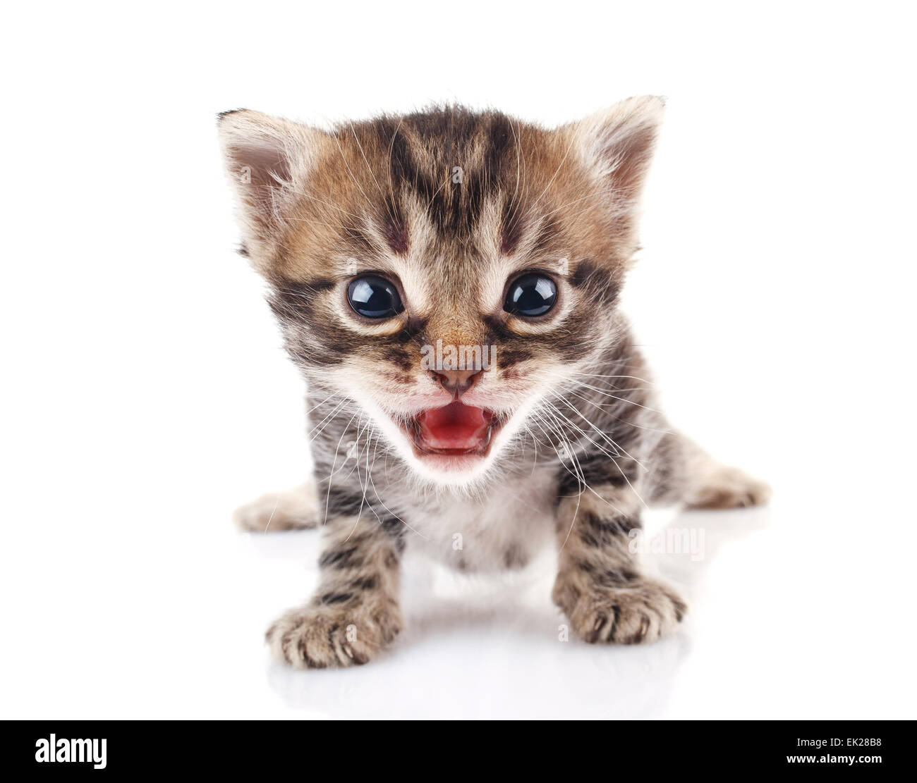 striped kitten crying Stock Photo