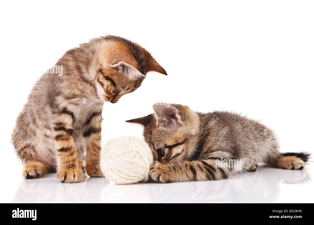 playful striped kittens Stock Photo
