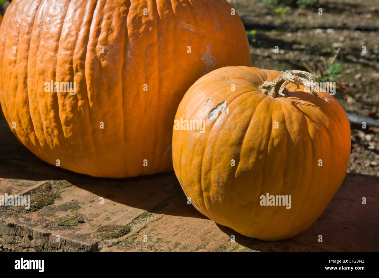 Big orange pumpkins sitting in the sun, Spain Stock Photo