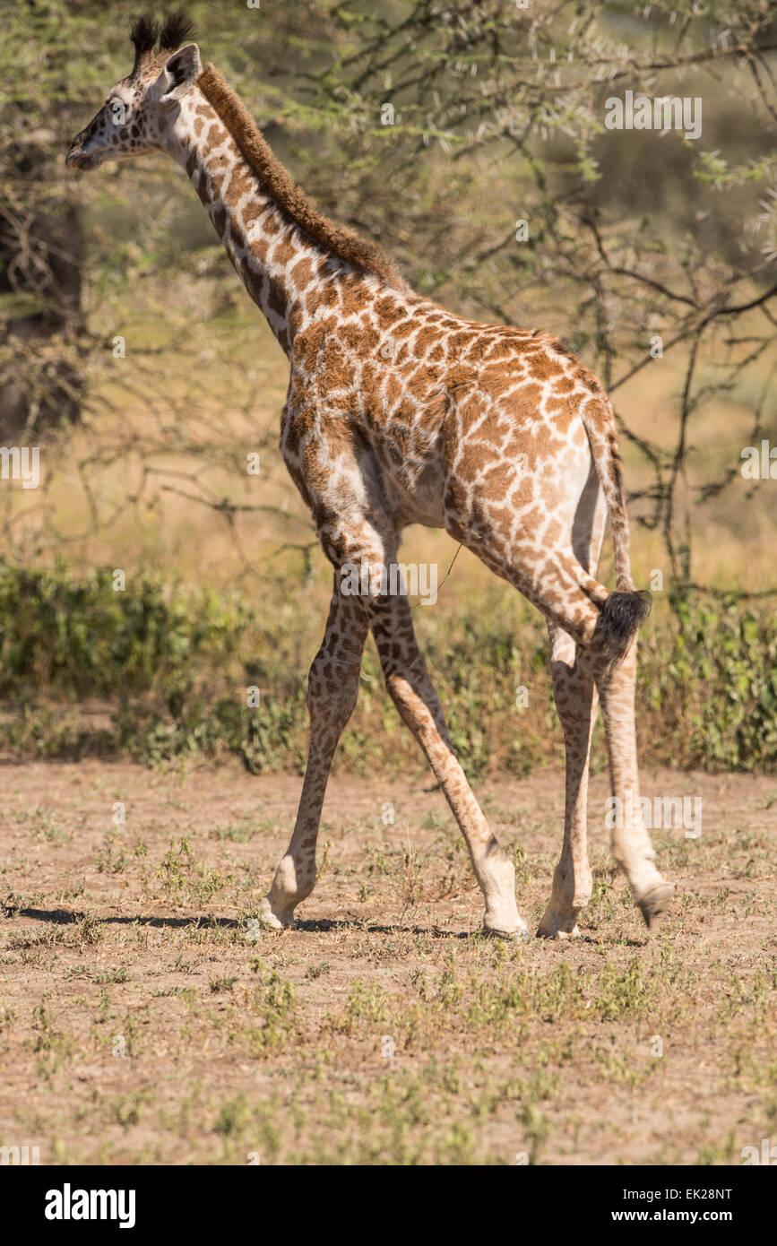 Young giraffe galloping, Ngorongoro Conservation Area, Tanzania Stock Photo