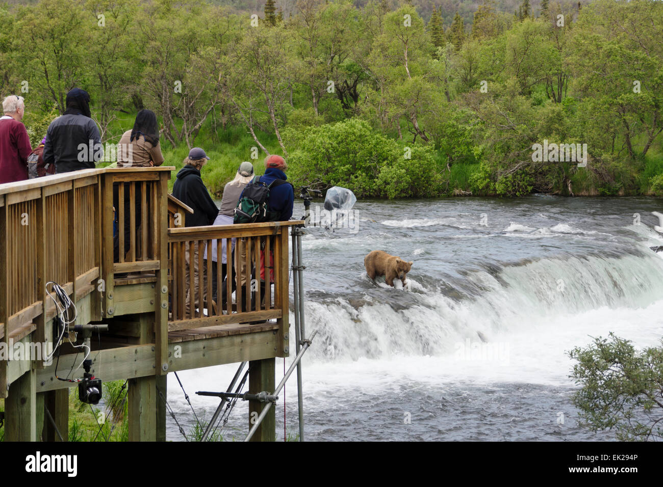 Tourists photographing Brown Bear catching salmon at Brooks Falls