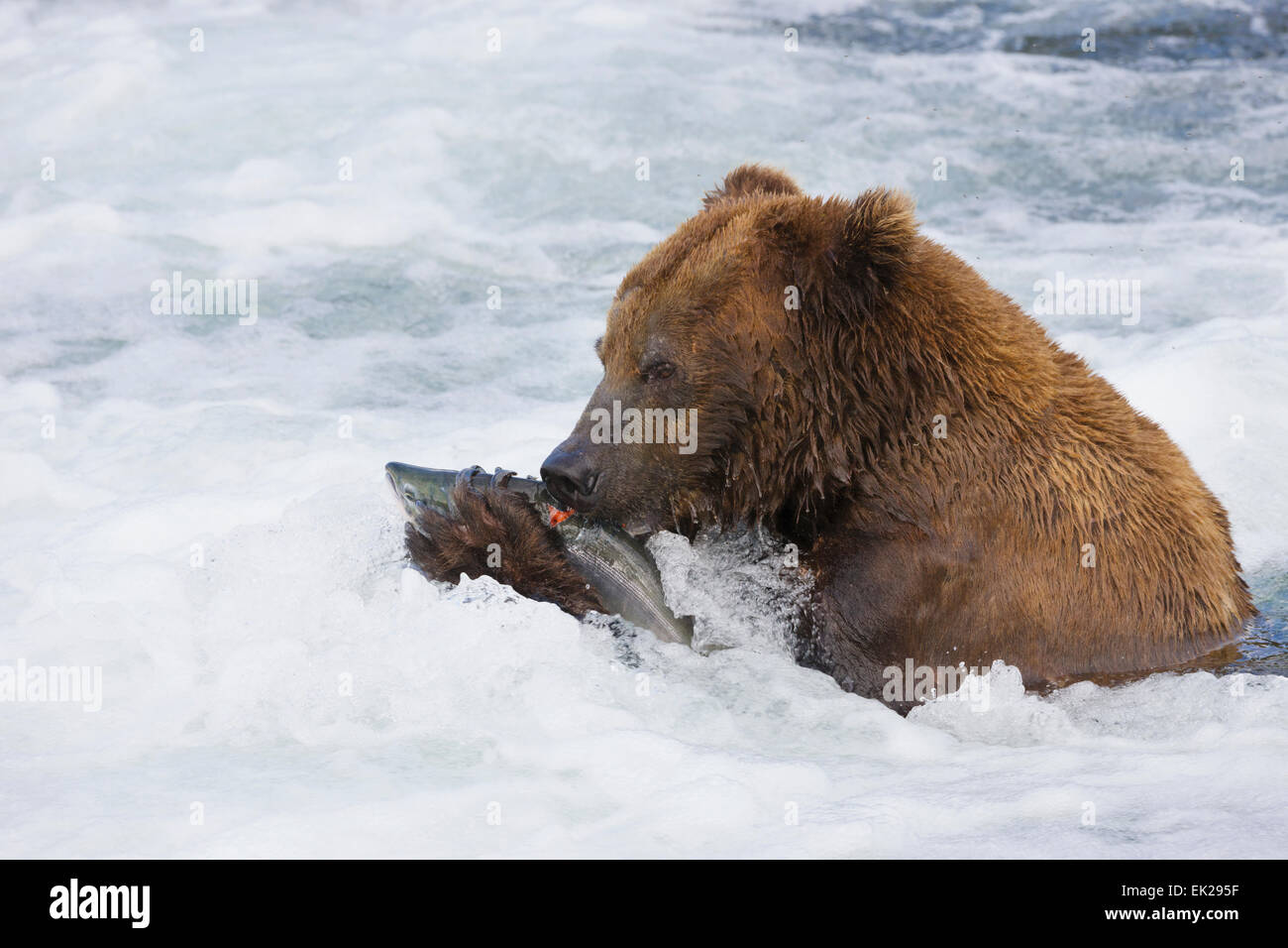 Brown Bear eating salmon at Brooks Falls, Katmai National Park, Alaska