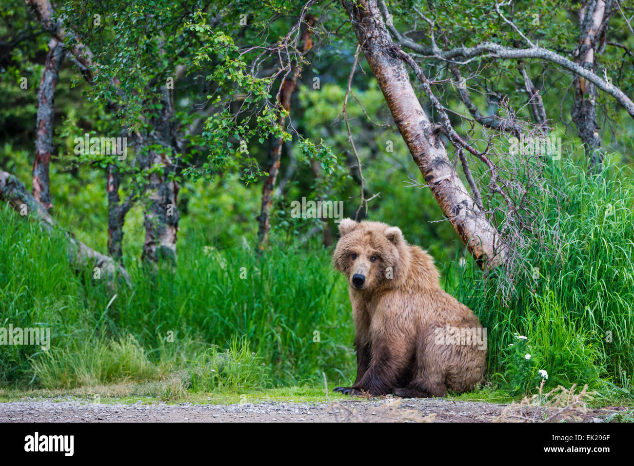 Brown Bear in the forest, Katmai National Park, Alaska, USA Stock Photo