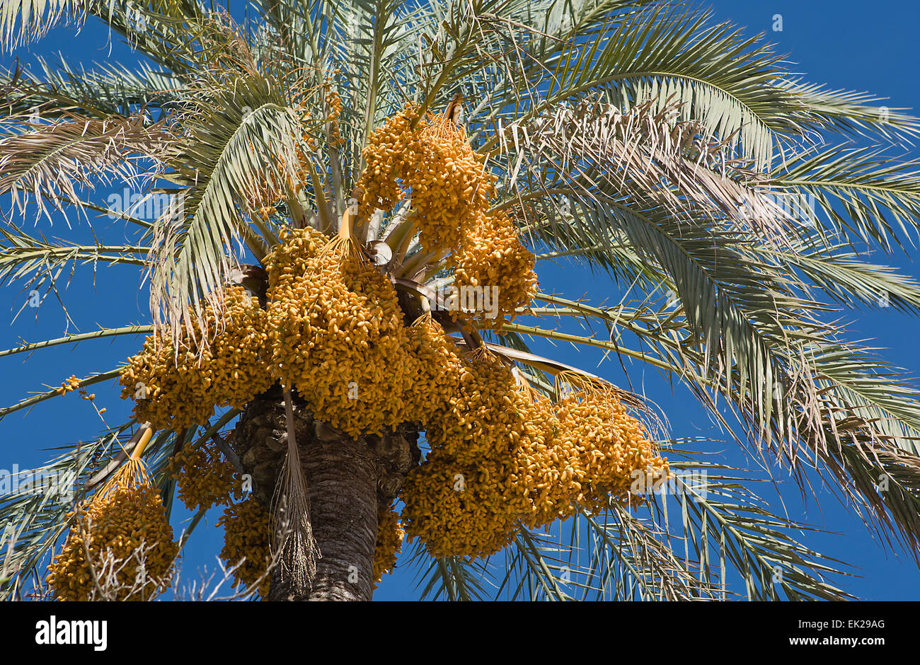 Date-palm Tree Above Bright Clear Blue Sky Stock Photo