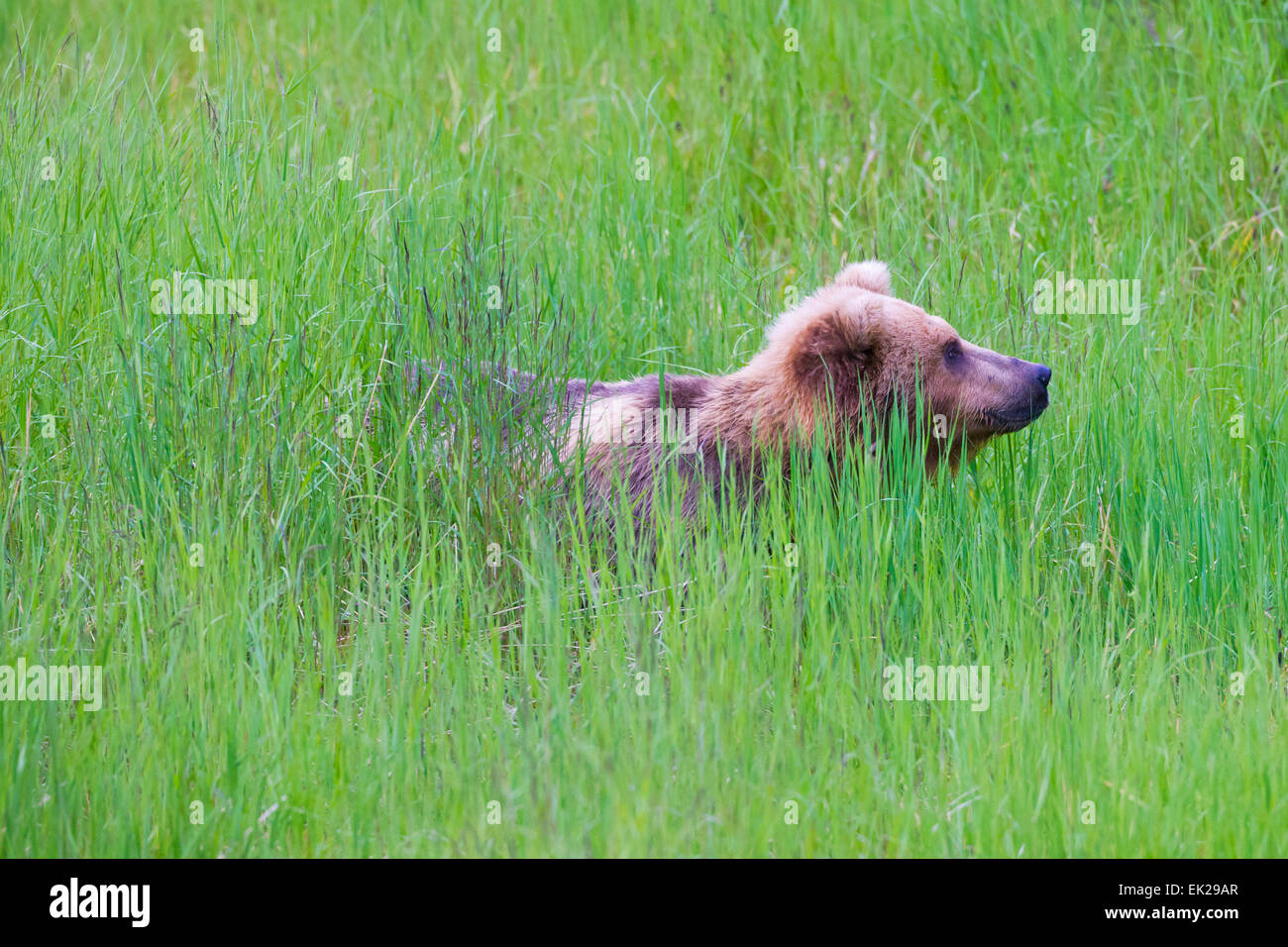 Brown Bear In The Grass By Brooks River Katmai National Park Alaska brown-bear-in-the-grass-by-brooks-river-katmai-national-park-alaska