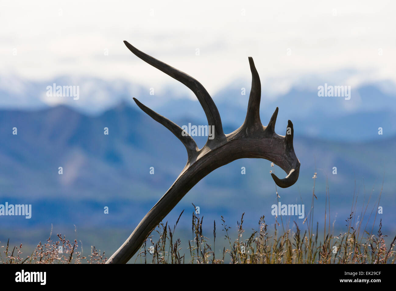 Moose antlers with snow-capped Alaska Range, Denali National Park, Alaska, USA Stock Photo