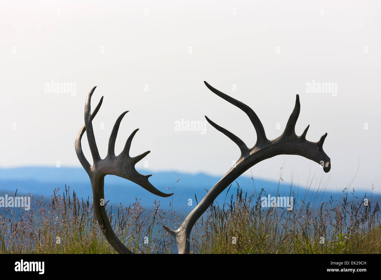 Moose antlers with Alaska Range, Denali National Park, Alaska, USA Stock Photo