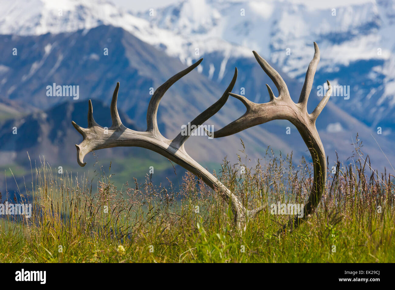 Moose antlers with snow-capped Alaska Range, Denali National Park, Alaska, USA Stock Photo