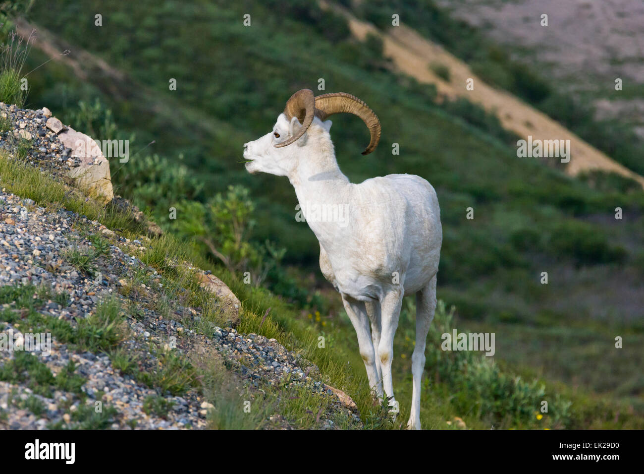 Dall's Sheep (Ovis dalli) ram, Denali National Park, Alaska, USA Stock Photo