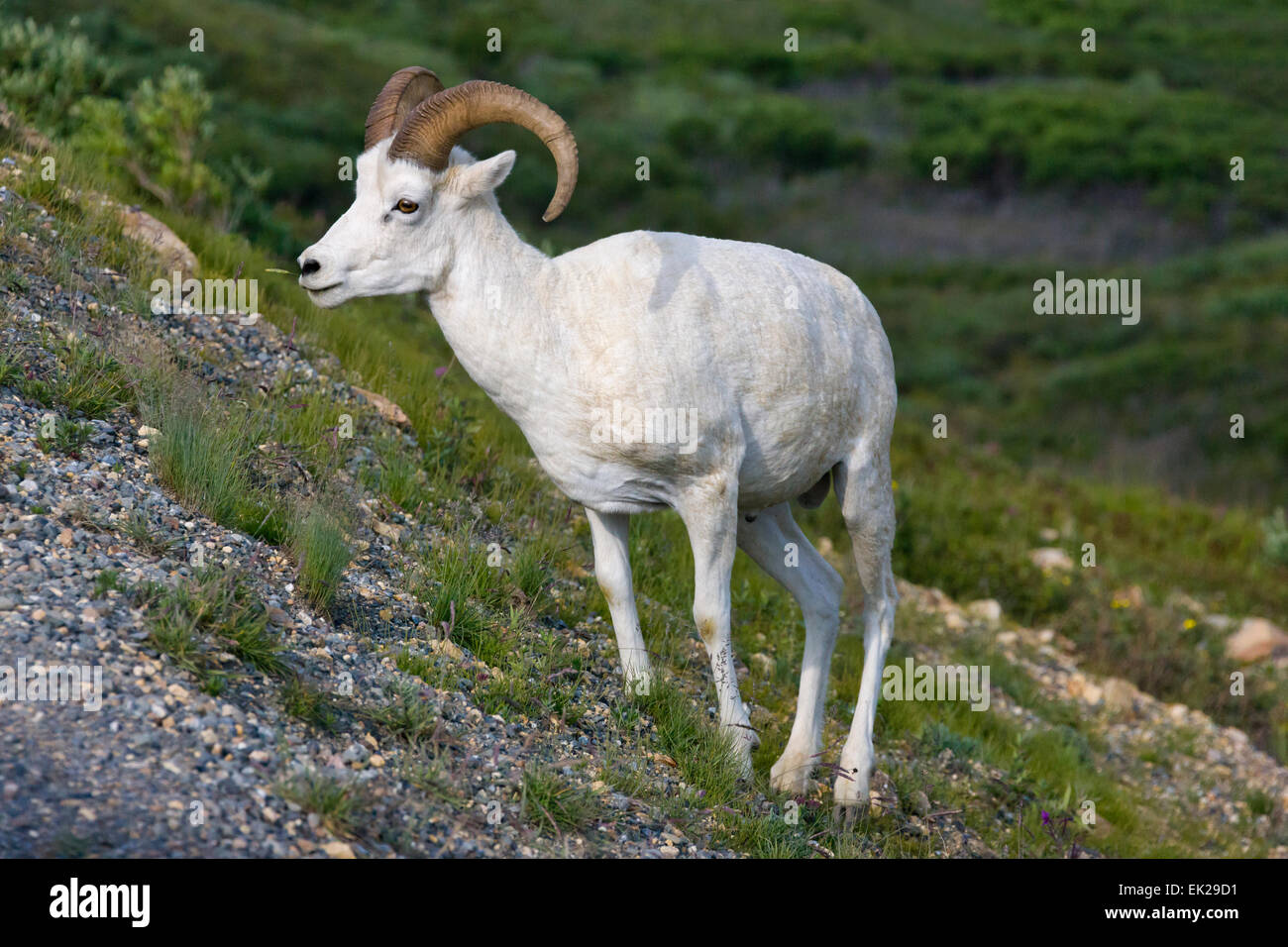 Dall's Sheep (Ovis dalli) ram, Denali National Park, Alaska, USA Stock Photo
