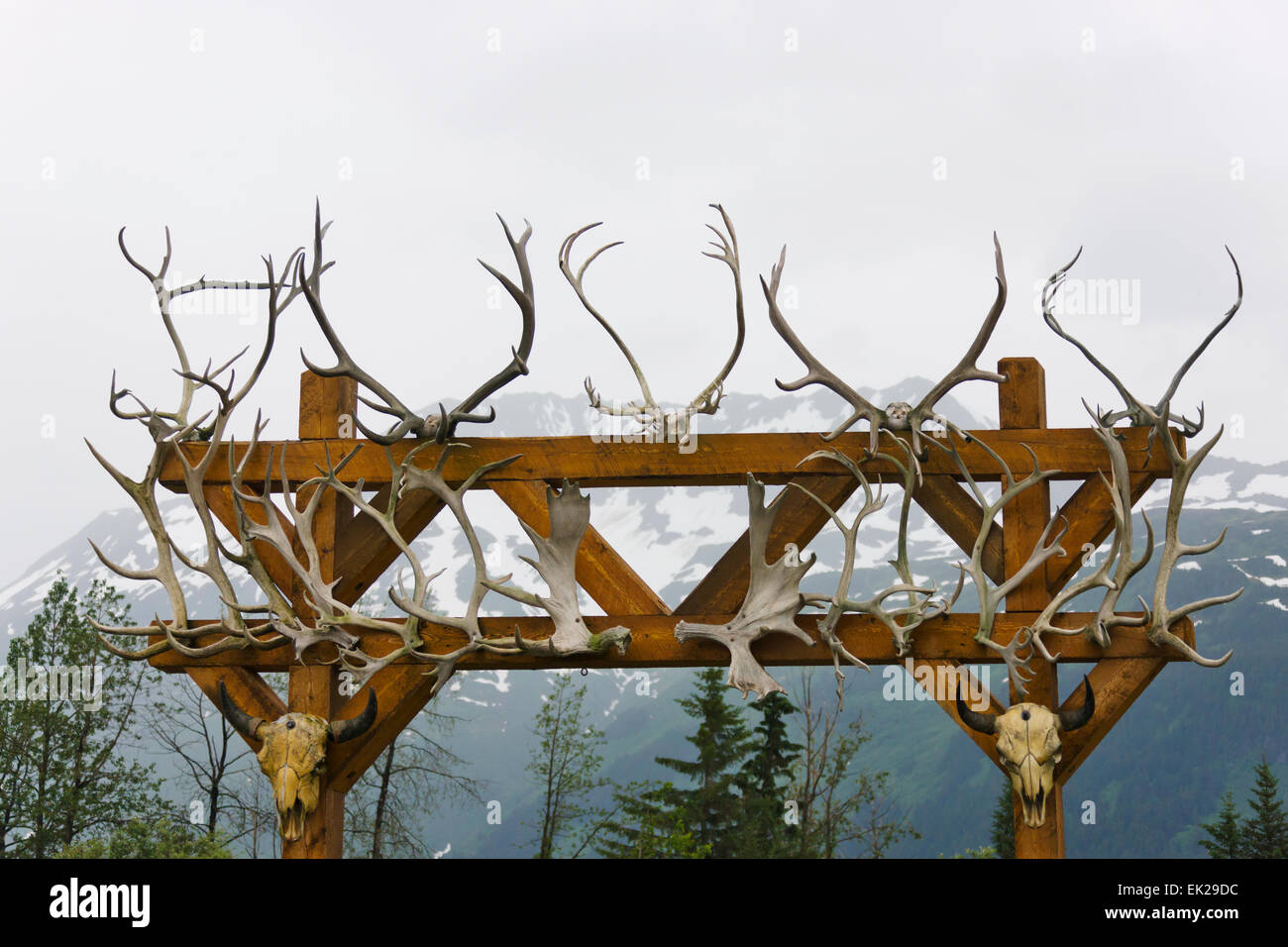 Animal antlers decorate a trellis, Alaska Wildlife Conservation Center, Alaska, USA Stock Photo