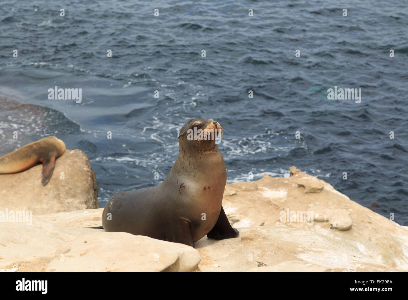 A photograph of some sea lions at La Jolla Cove, San Diego. La Jolla Cove is a small, picturesque cove and beach. Stock Photo